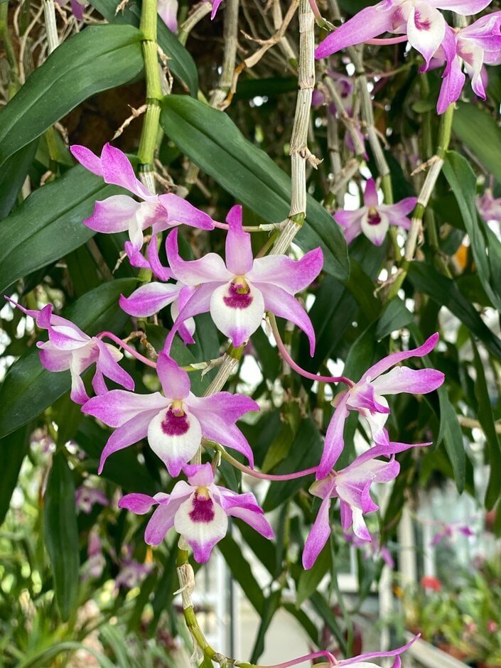 <em>Dendrobium</em> Cassiope gx