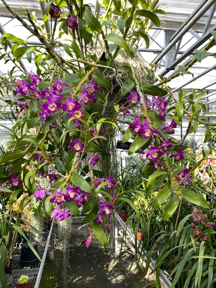 <em>Dendrobium</em> Utopia gx