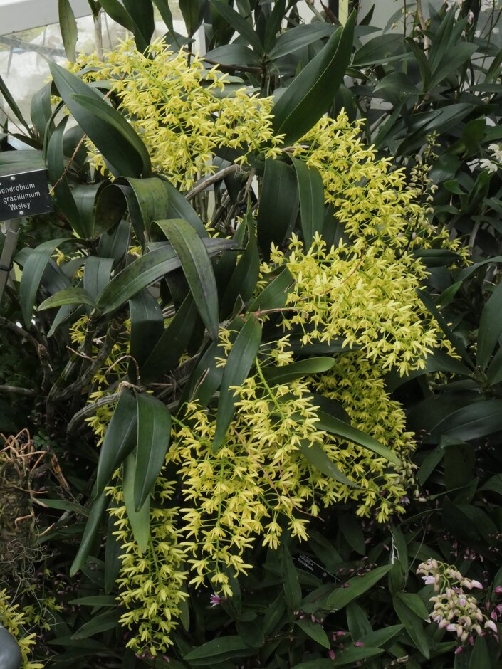 very slender rock orchid 'Wisley'
