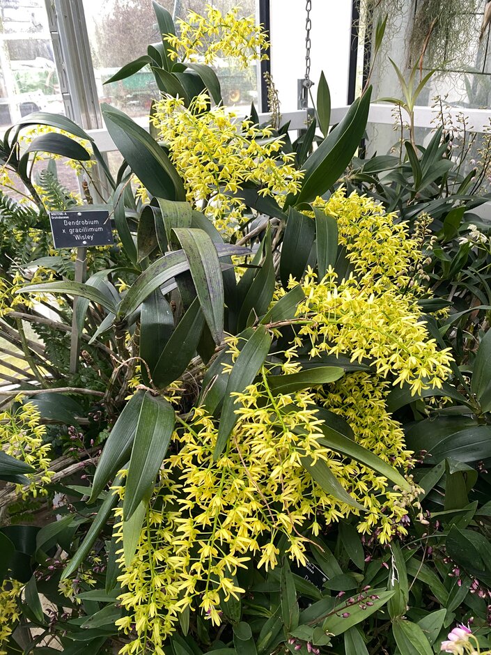 very slender rock orchid 'Wisley'