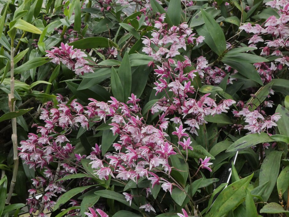 <em>Dendrobium</em> × <em>suffusum</em>