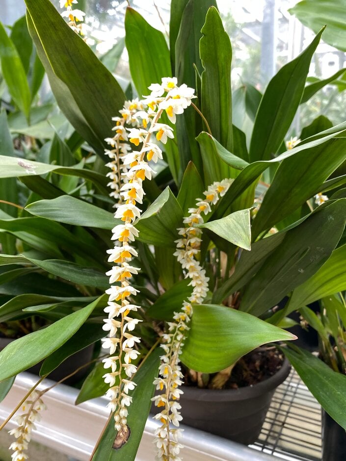Cobb's dendrochilum
