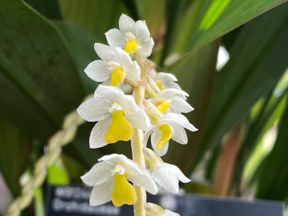 Cobb's dendrochilum