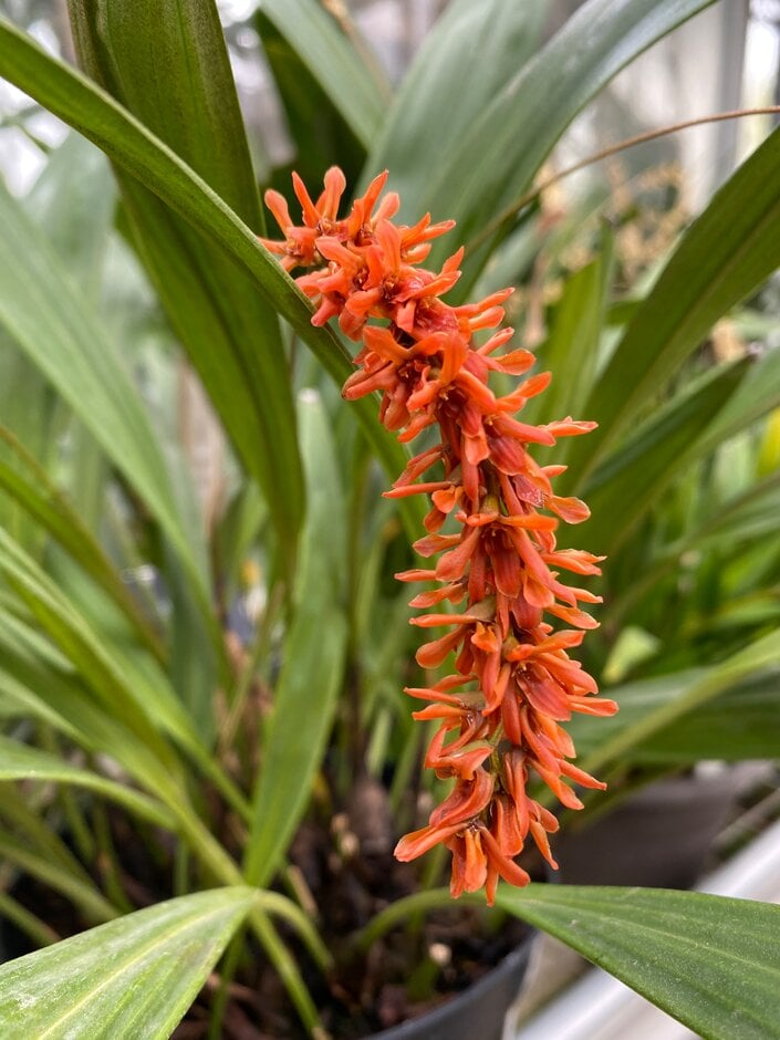 <i>Dendrochilum</i> <i>coccineum</i>