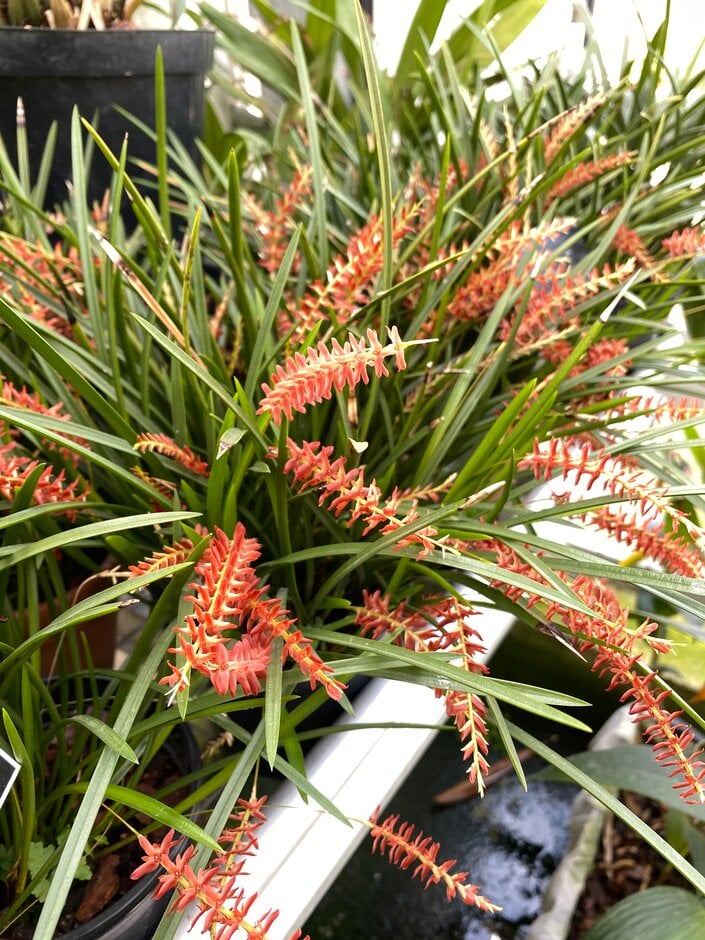 <i>Dendrochilum</i> <i>wenzelii</i>