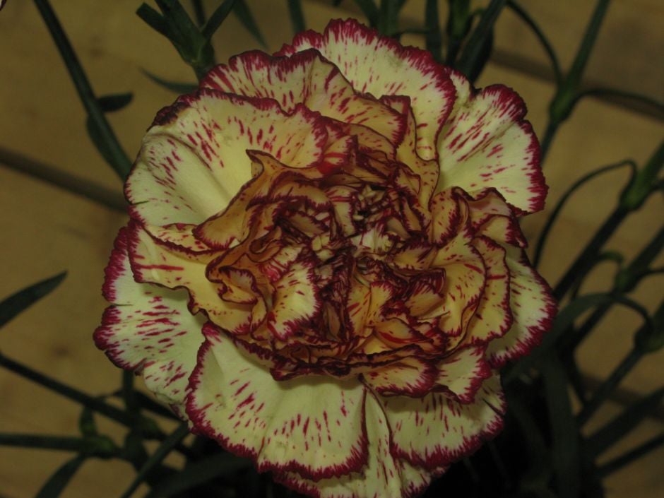 Dianthus caryophyllus &Kovian&PBR perpetualflowering carnation