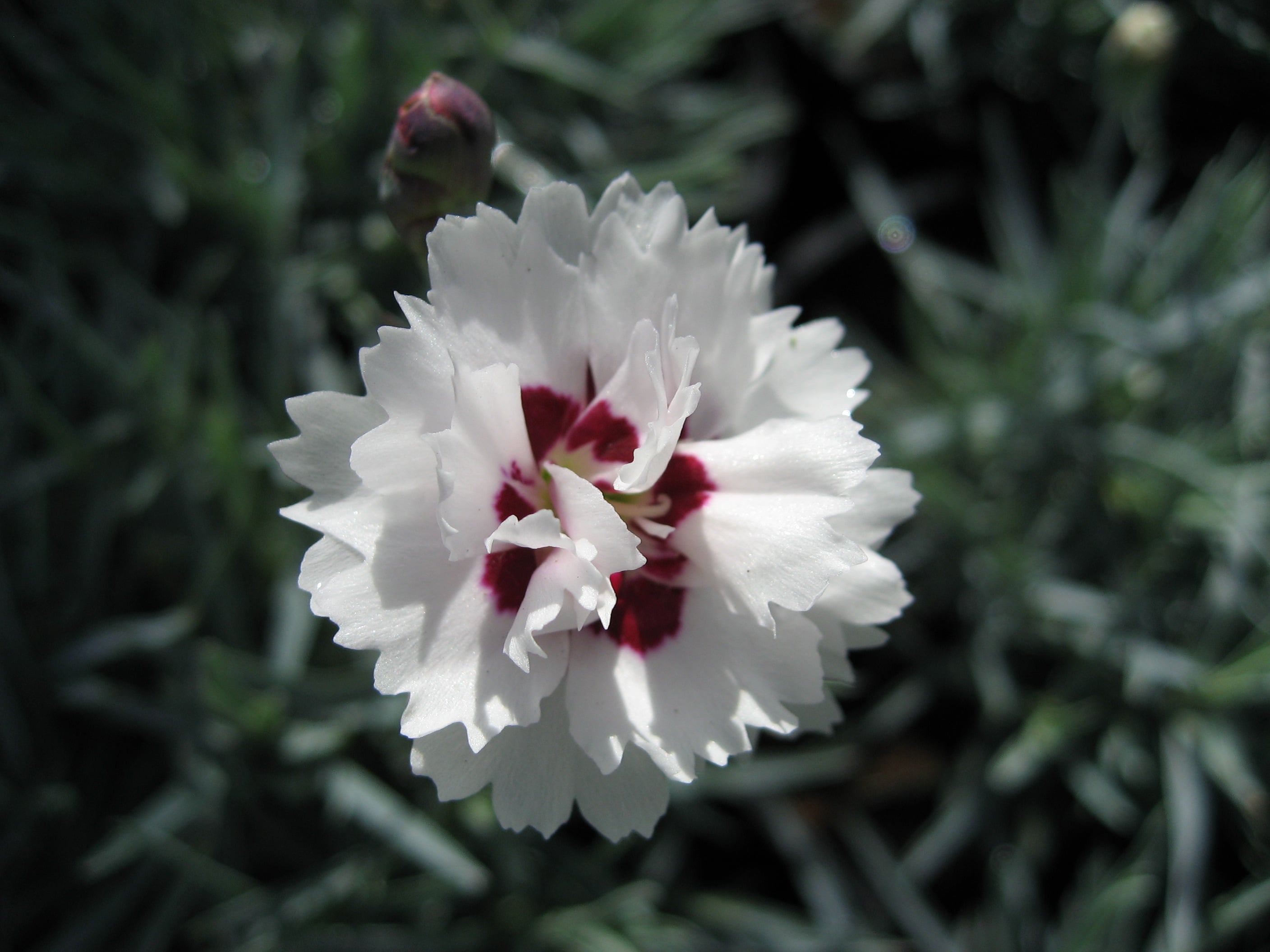 pink [Silver Star]