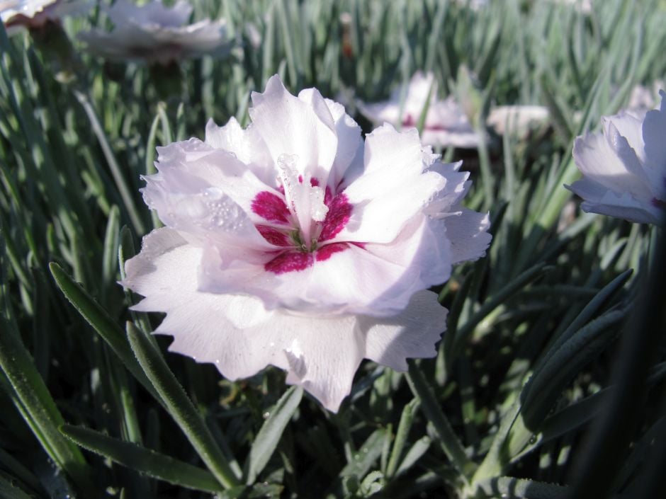 pink [Silver Star]