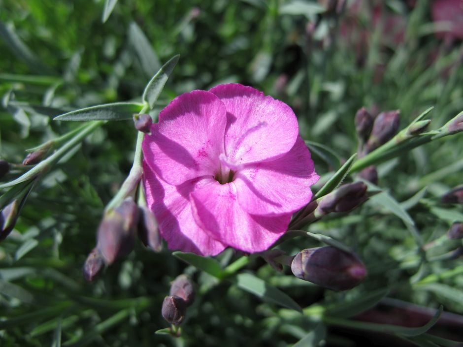 pink 'Whatfield Joy'