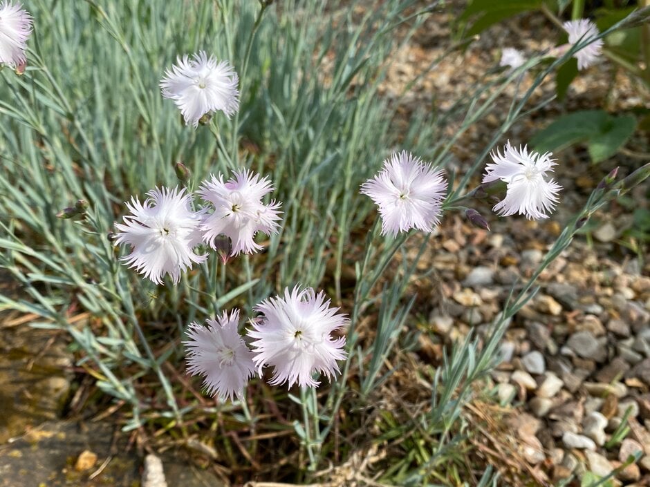 Anatolian pink