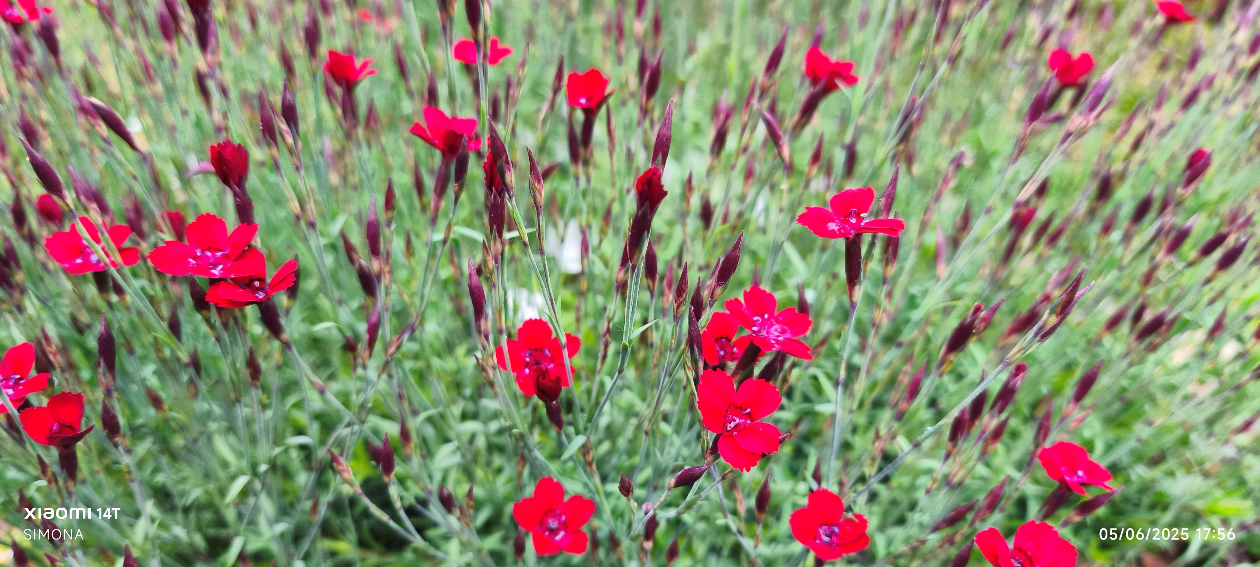<em>Dianthus</em> <em>deltoides</em> 'Brilliant' (p)