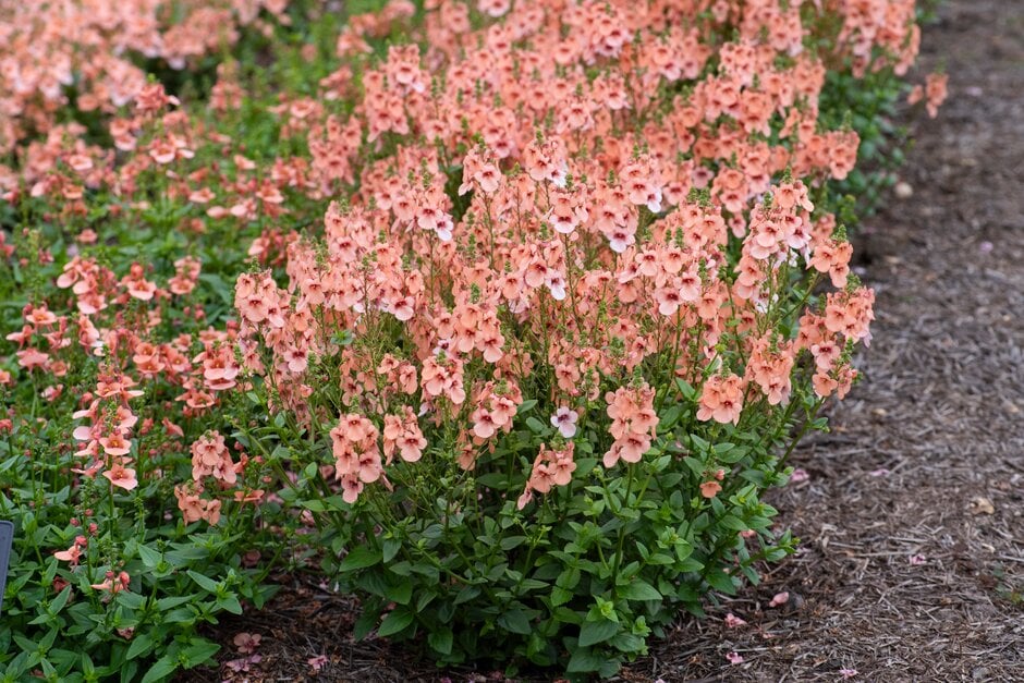 twinspur 'Aurora Apricot'