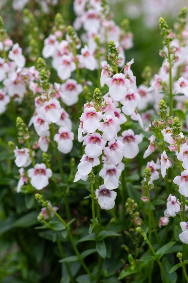 twinspur 'Aurora Cherry Blossom'