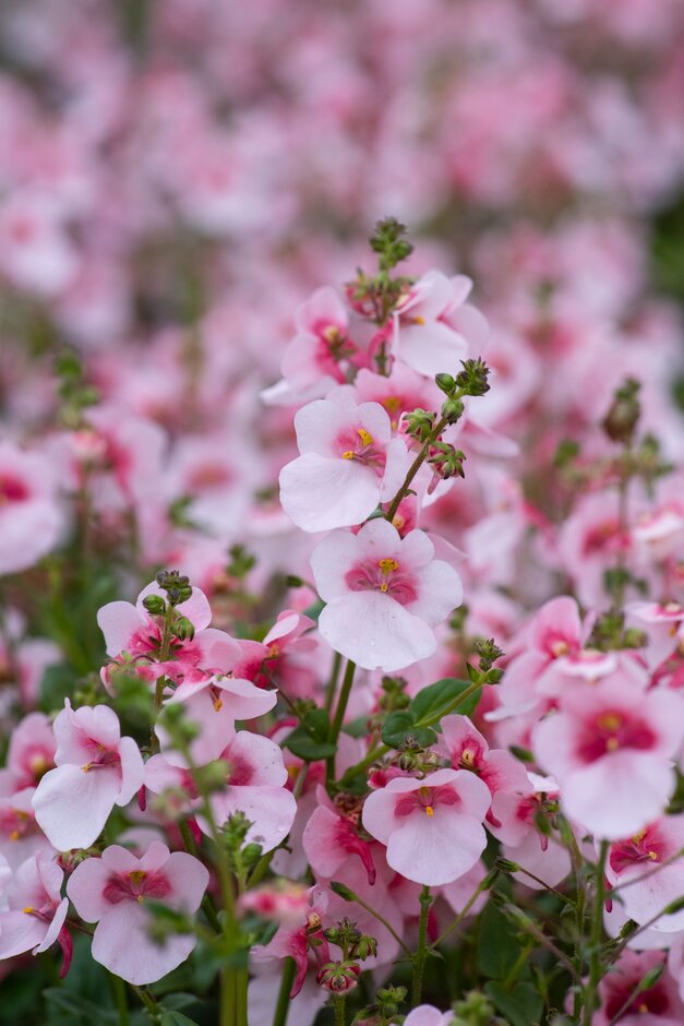 twinspur [Breezee Plus Apple Blossom]