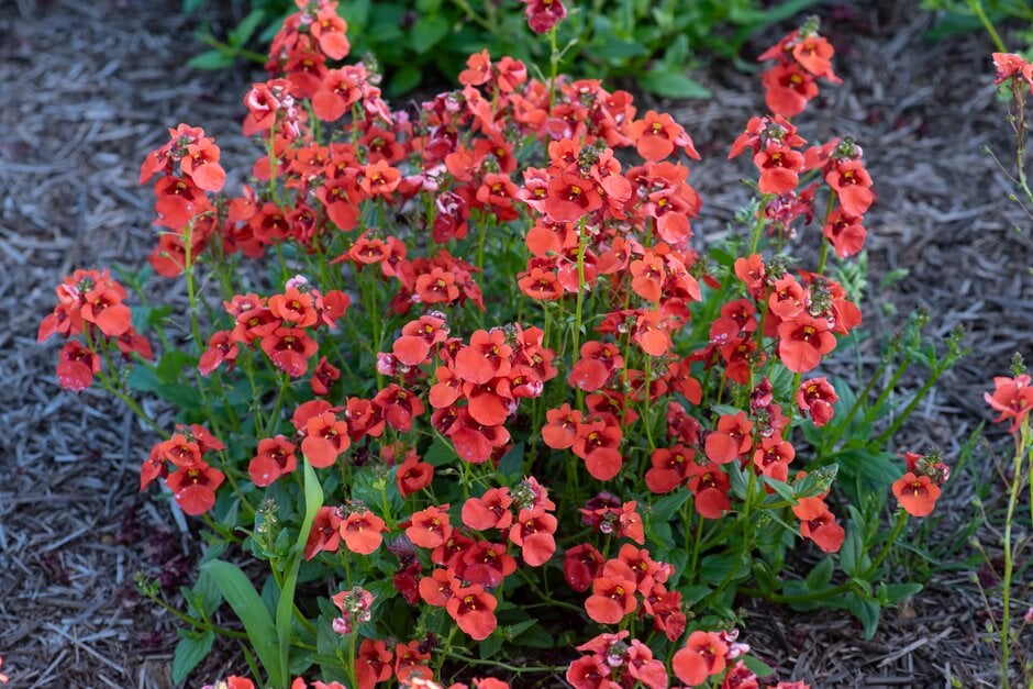 twinspur 'Diamond Dark Orange'