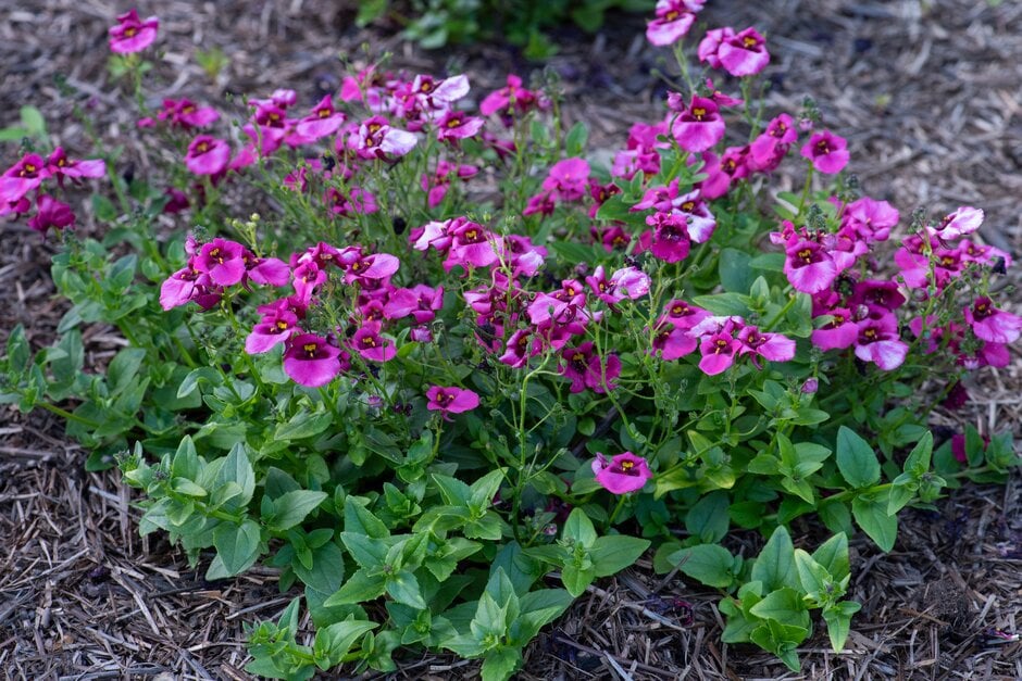 twinspur 'Diamond Fuchsia'