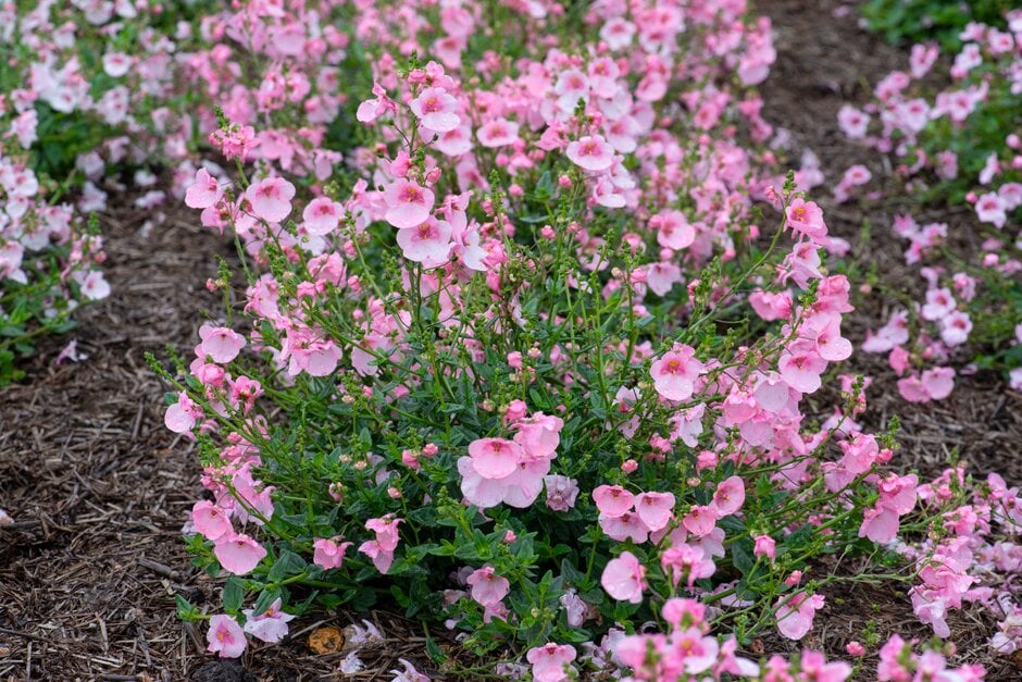twinspur 'Diamond Light Pink'