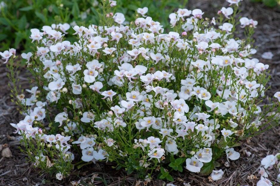 twinspur 'Diamond White Blush'