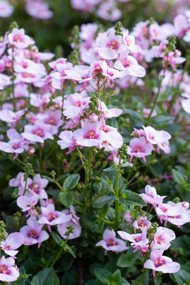 twinspur 'Divara Blush'