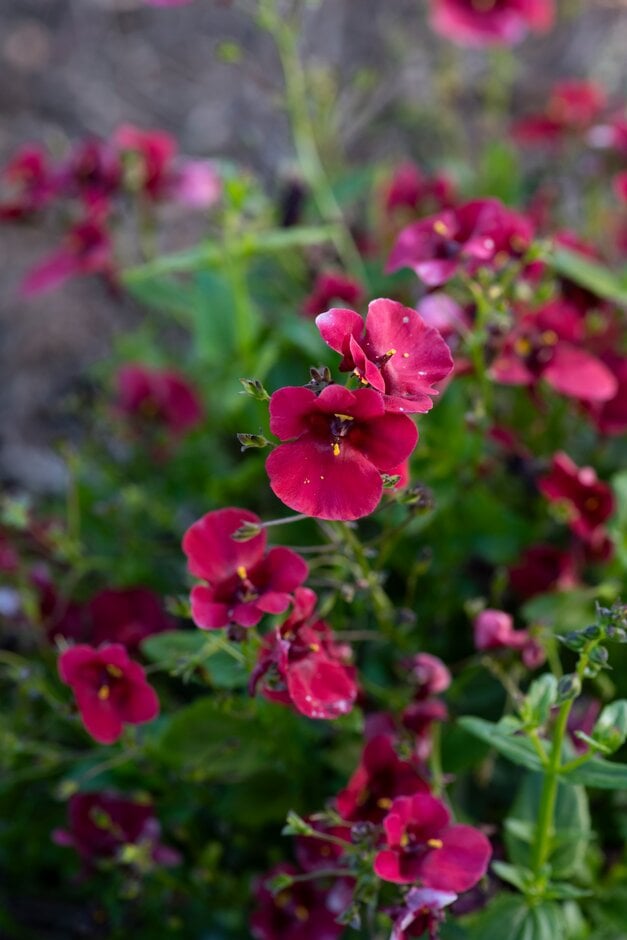 twinspur 'Divara Deep Red'