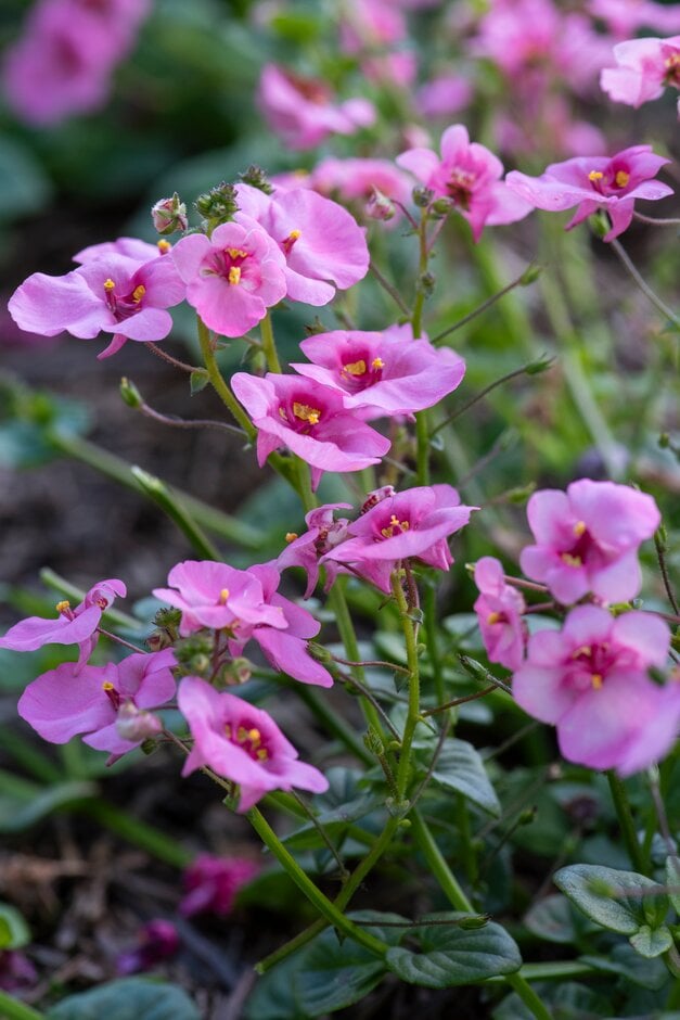 twinspur 'Divara Giga Rose'