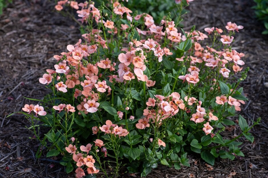 twinspur 'Divara Giga Salmon'