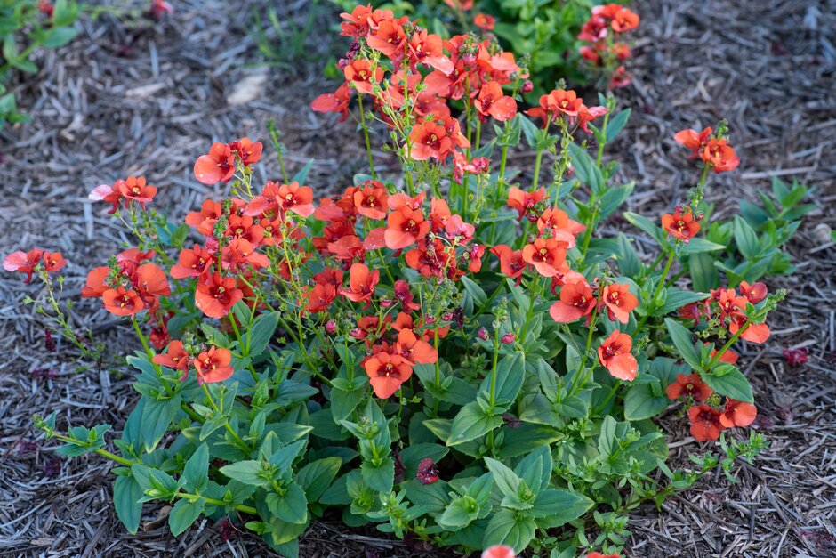 twinspur 'Divara Orange'