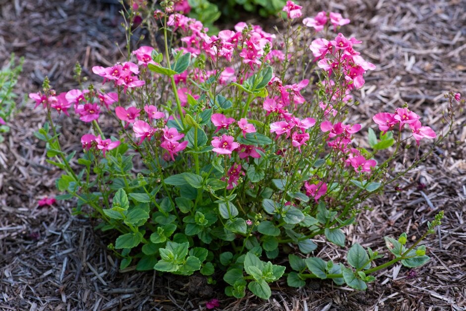 twinspur 'Divara Pink'