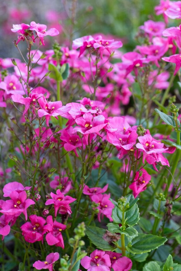 twinspur 'Divara Pink'