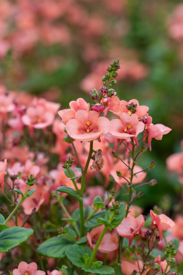 twinspur 'Divara Salmon'