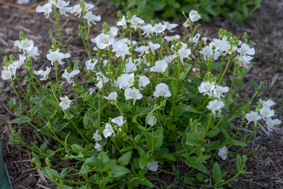 twinspur 'Divara White'