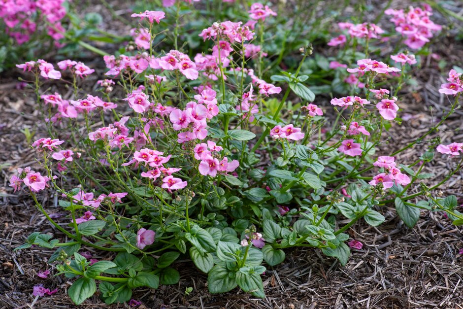 twinspur [Elfjes Rose xxl]