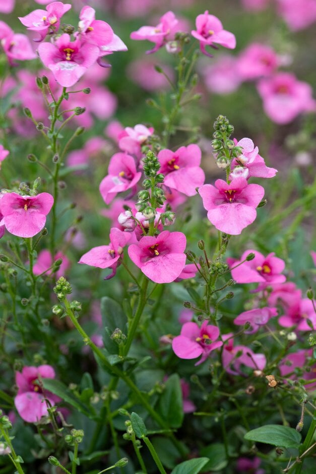twinspur [Flying Colours Antique Rose]