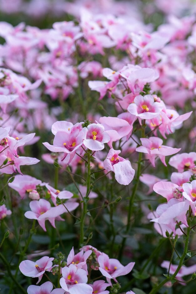 twinspur [Flying Colours Appleblossom]