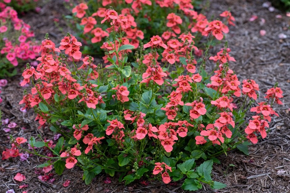twinspur [Flying Colours Deep Salmon Improved]
