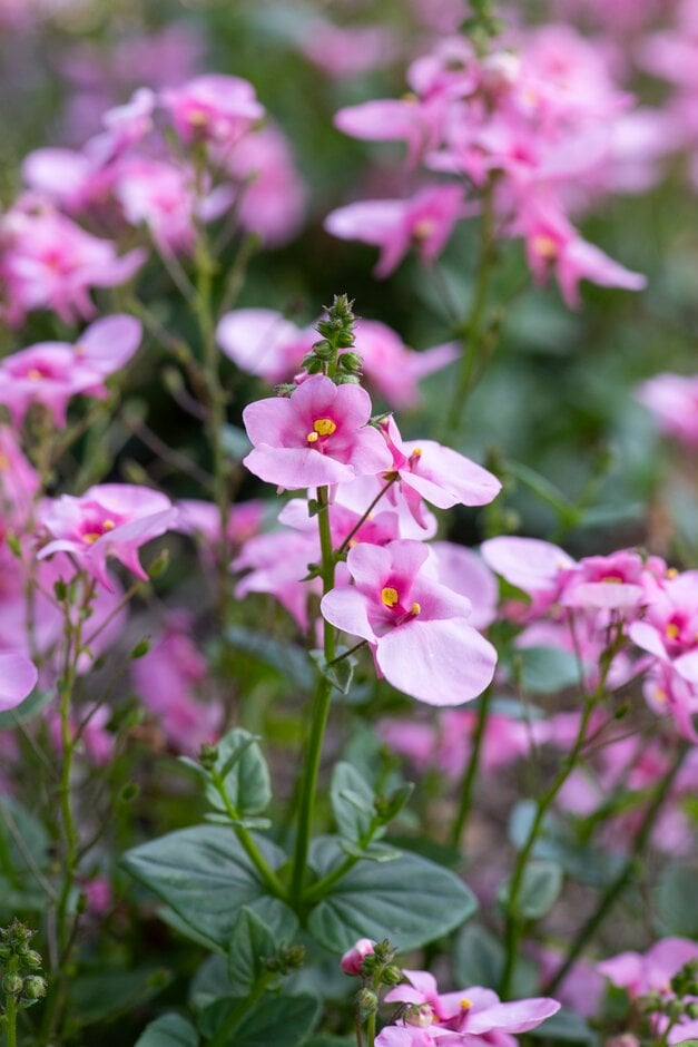 twinspur [Darla Light Pink]