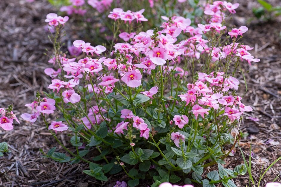 twinspur [Darla Light Pink]