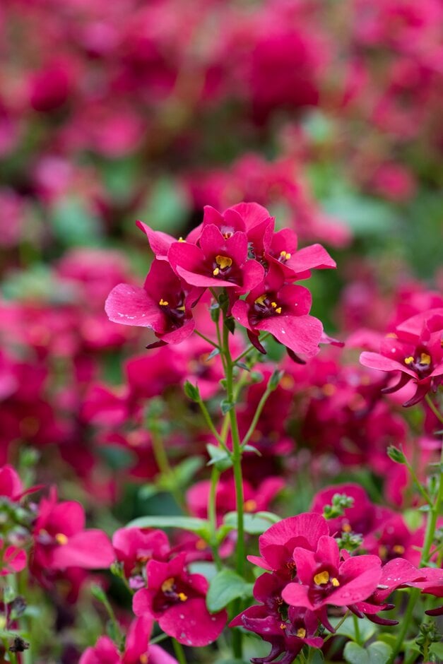twinspur [Flying Colours Red]