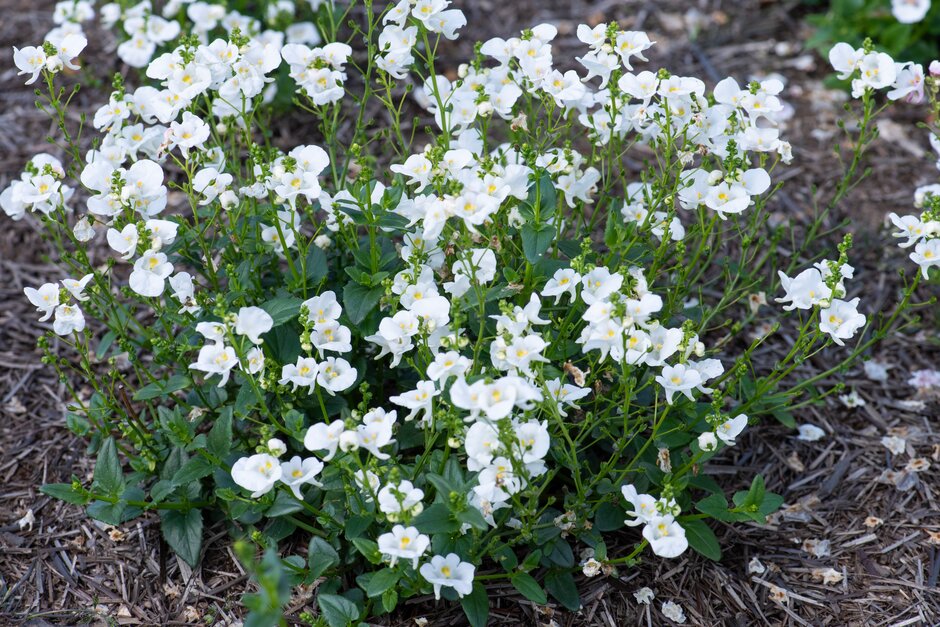 twinspur [Flying Colours White]