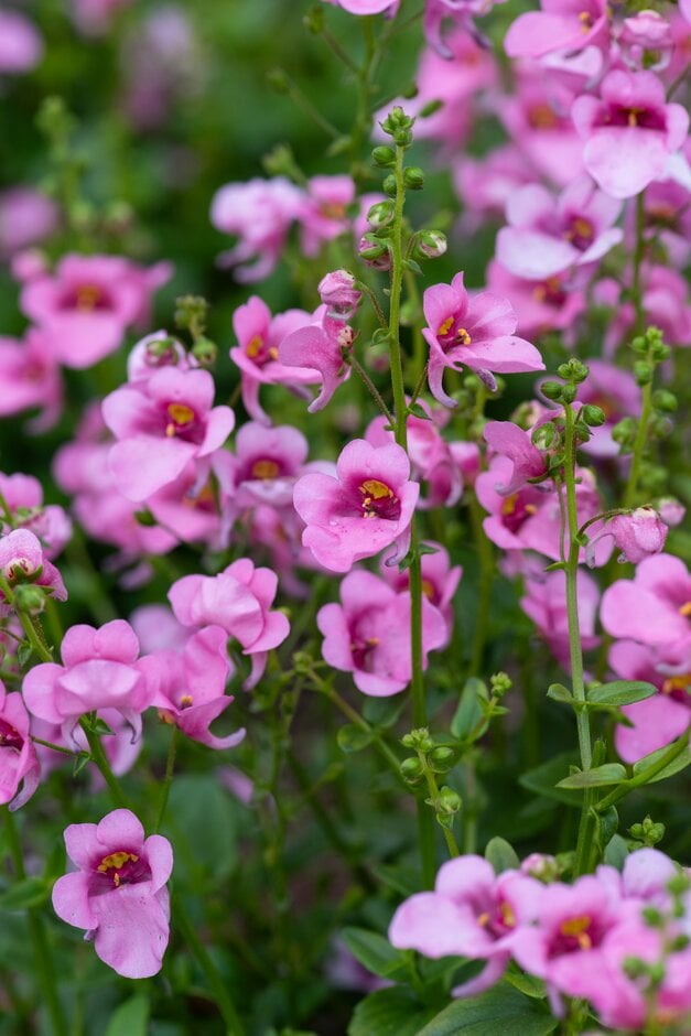 twinspur [Genta Pink]