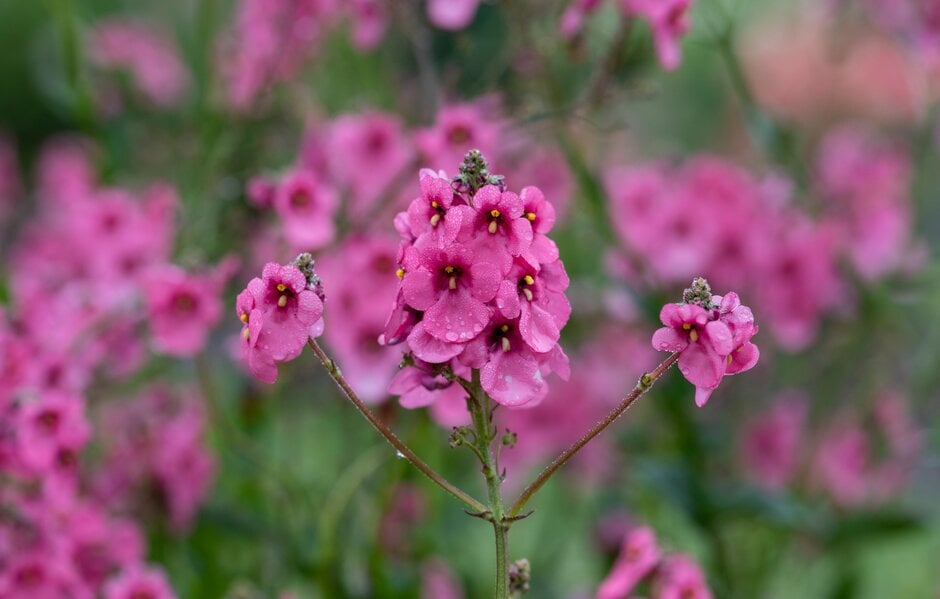twinspur 'Hopleys'