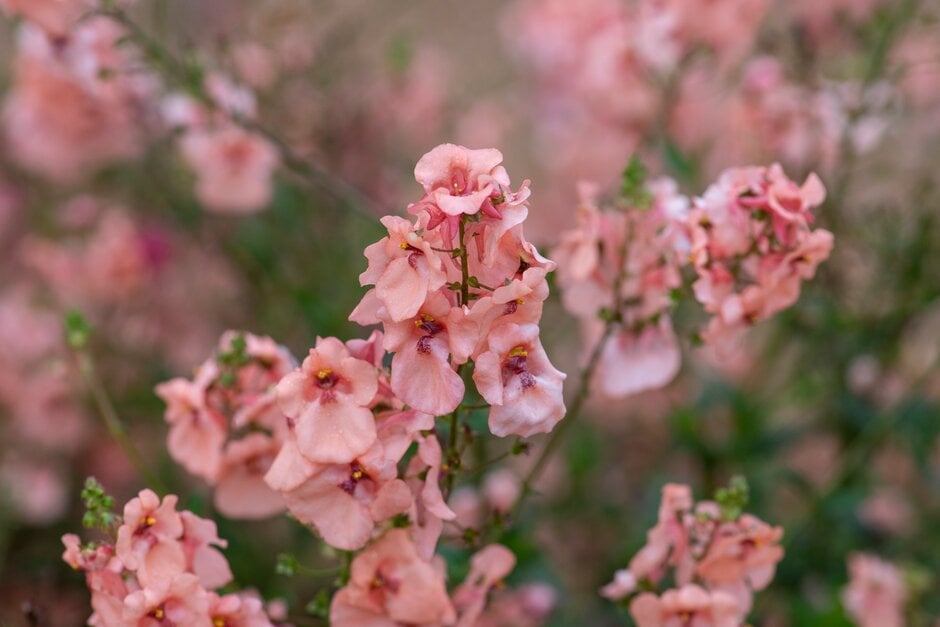 twinspur 'Monhop Apricot'