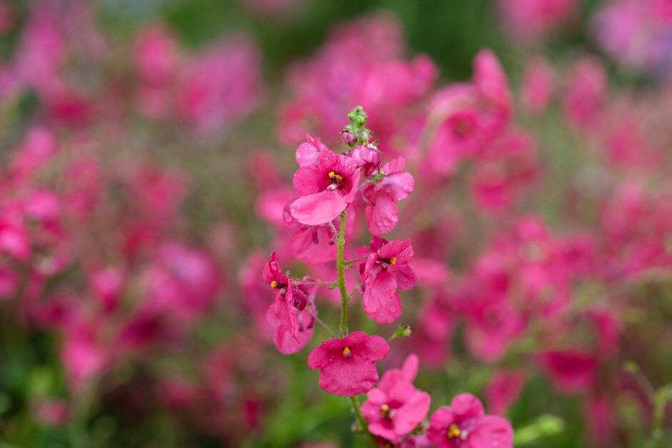 twinspur 'Monhop Pink'