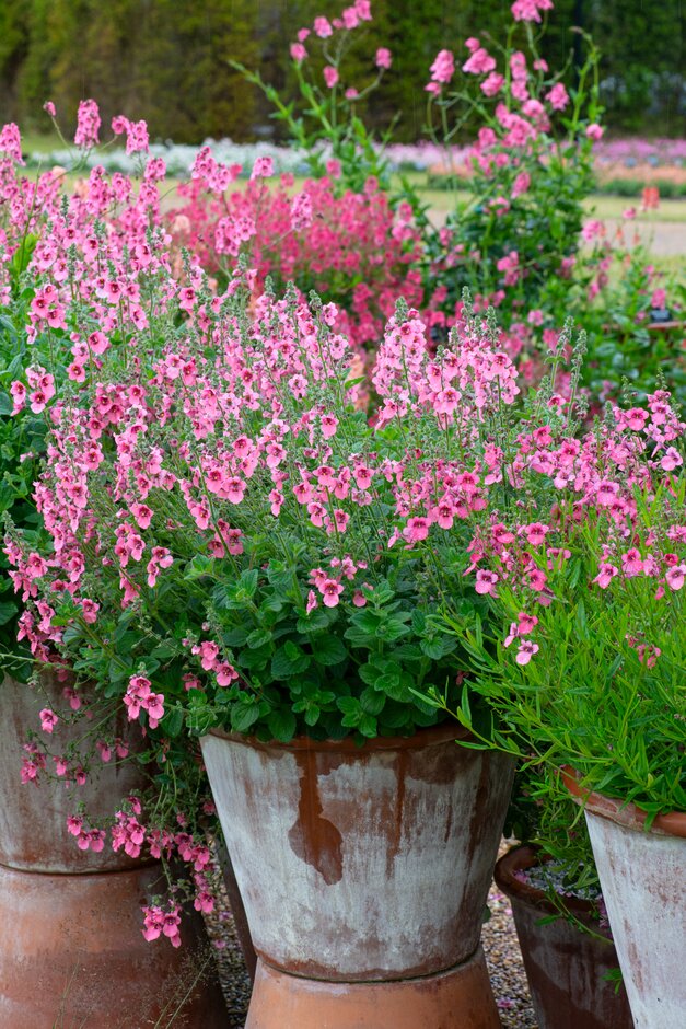 twinspur 'Monhop Pink'