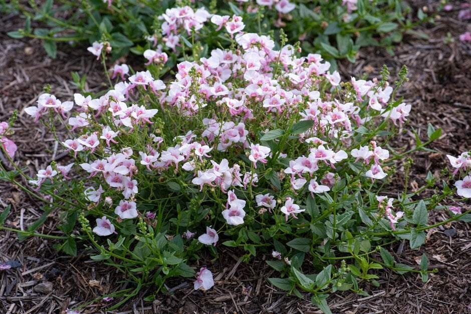 twinspur [Piccadilly Appleblossom]