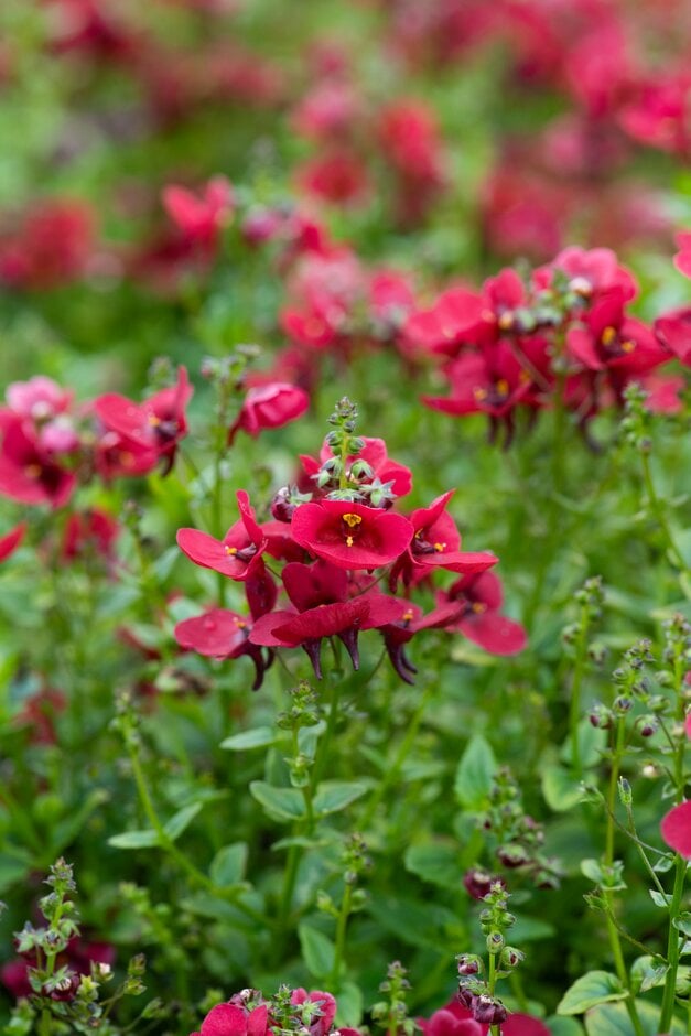 twinspur [Piccadilly Dark Red]