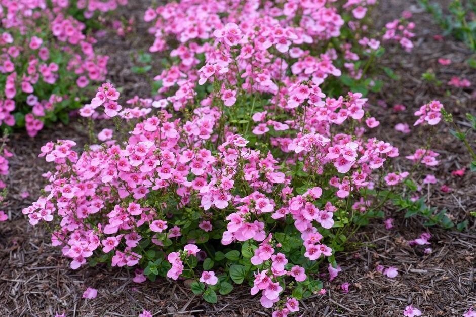 twinspur [Piccadilly Hot Pink]
