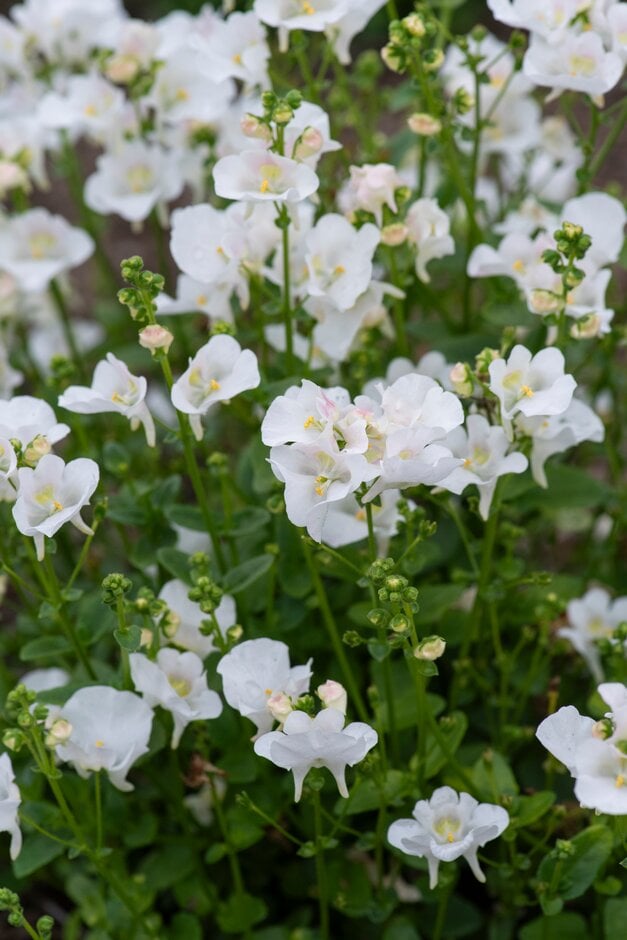 twinspur [Piccadilly White]