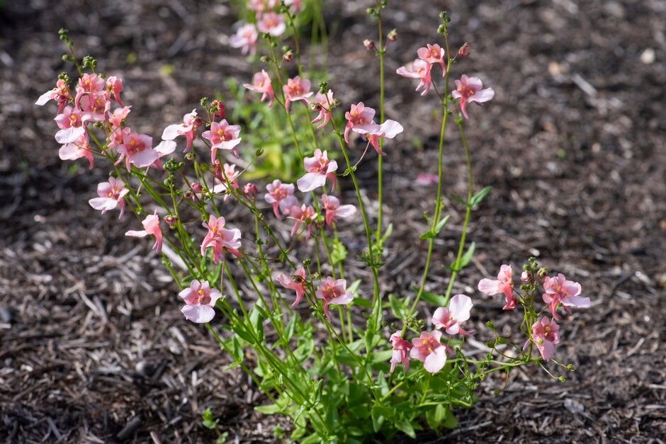 twinspur 'Apricot Queen'