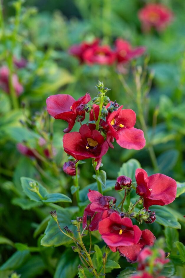 twinspur [Juliet Red]